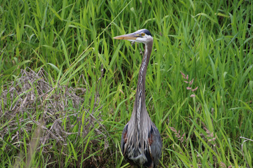A great blue heron standing in a stagnant stream
