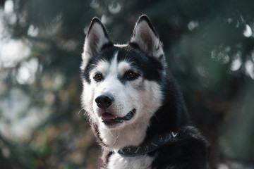 Portrait of a black and white siberian husky dog