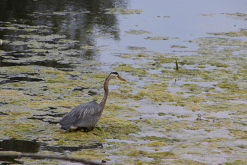 A great blue heron wading through algae