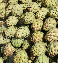 Fototapeta premium background of big Green Artichokes
