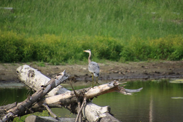 A great blue heron standing on old log