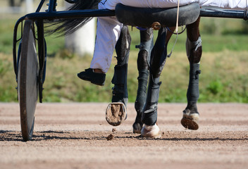 Legs of a trotter horse and horse harness. Harness horse racing in details.