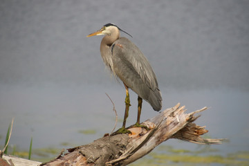 A great blue heron standing on old log