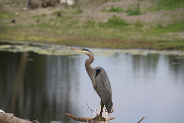 A great blue heron standing on old log