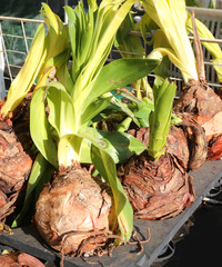 bulbs of plant called SCILLA