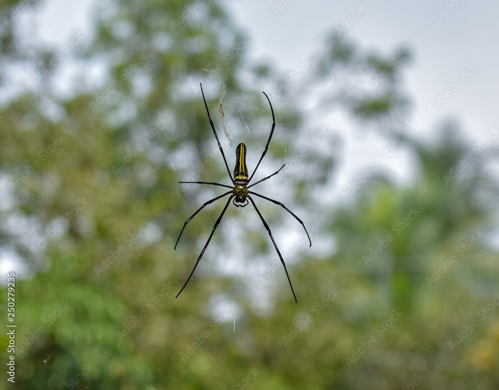 Poster spider setting on spider web