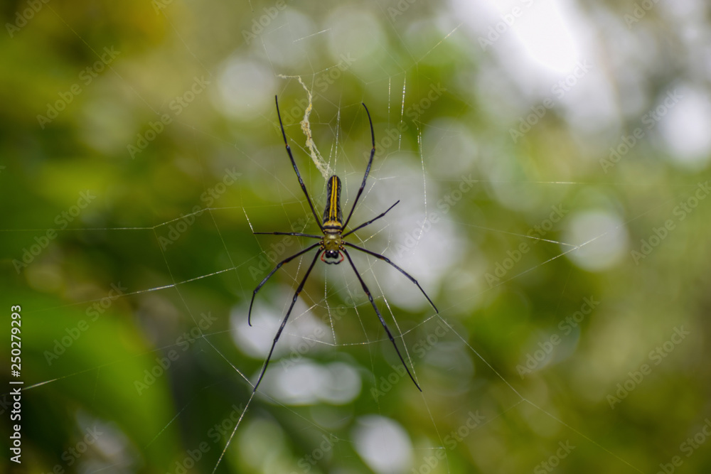 Poster spider setting ospider setting on spider webn spider web