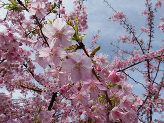 梅の花