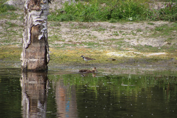 A killdeer walking on a beach