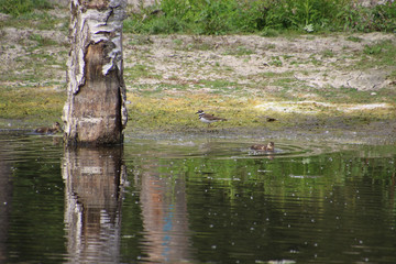 A killdeer walking on a beach