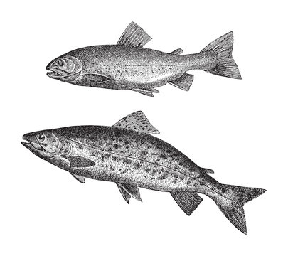 Salvelinus above and Sea trout below / vintage illustration from Meyers Konversations-Lexikon 1897 