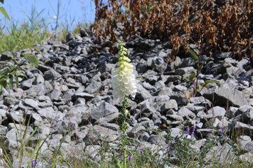 A white bell shaped blossoms on a green stalk