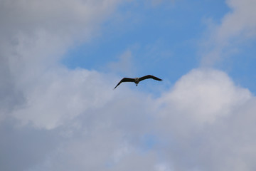 Fototapeta na wymiar A great blue heron flying towards the camera