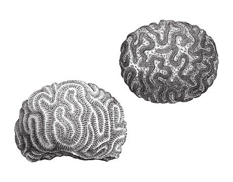 Cauliflower coral (Maeandrina) / vintage illustration from Meyers Konversations-Lexikon 1897 