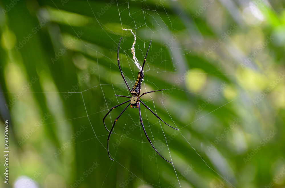 Poster spider setting ospider setting on spider webn spider web