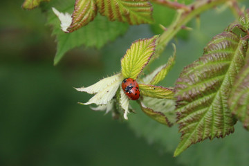 Two ladybugs on a plant