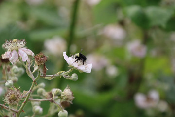 A bee pollinating a light pink blossom