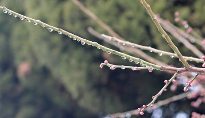 초봄 매화나무가지에 물방울