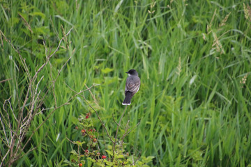 An eastern kingbird perched on the bare branch