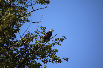 A bald eagle perched on a branch