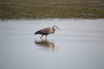 A great blue heron with a fish in it's mouth