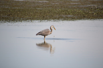 A great blue heron with a fish in it's mouth