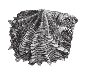 Pearl oyster (Meleagrina margaritifera) / vintage illustration from Meyers Konversations-Lexikon 1897 