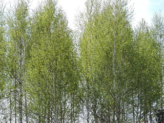 Birch trees in the forest