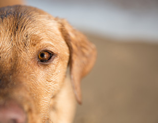 Yellow Labrador retriever dog close up portrait focussing on eye with copy space