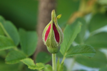 A red flower just starting to emerge from it's bud
