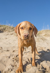 Happy and healthy yellow labrador retriever dog covered in sand whilst playing on a sandy beach and looking directly at the camera in a funny pet image