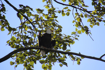 A bald eagle sitting on a tree branch with branches