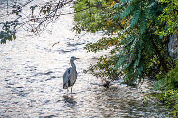 Gray heron at Gion River