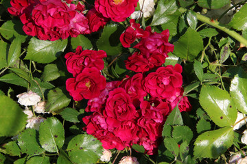 A bunch of red flowers in the middle of some waxy green leaves