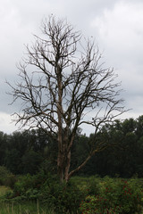 Obraz na płótnie Canvas A dead tree with lots of branches