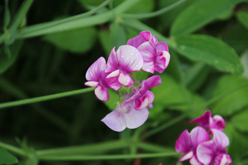 A bunch of pink and white blossoms