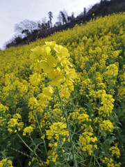 Obraz premium 菜の花畑