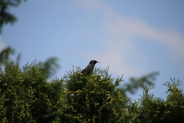 A European starling on the top of a cedar hedge
