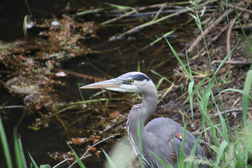 A great blue heron wading in a pond