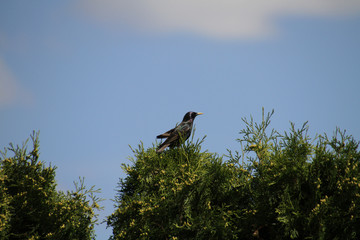 A European starling on the top of a cedar hedge