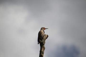 A northern flicker perched on the top of a tree stump