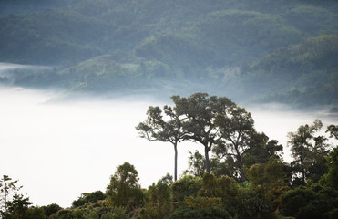 Obraz premium fog at the forest at morning