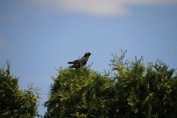 A European starling on the top of a cedar hedge
