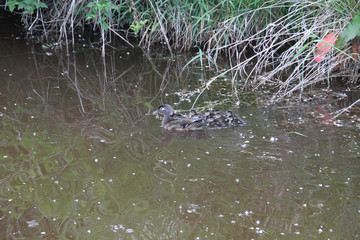 A female wood duck and her ducklings