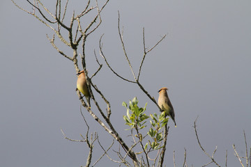 A pair of cedar waxwings perched on tree branches