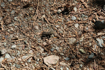 A baby toad crossing a rocky path