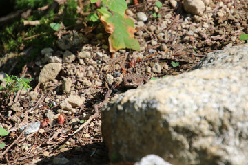 Fototapeta na wymiar A baby toad crossing a rocky path