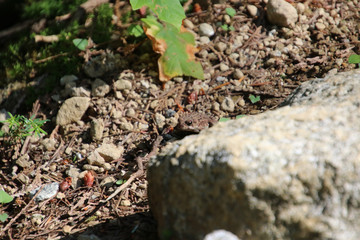 A baby toad crossing a rocky path