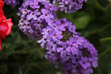 A bunch of purple flowers