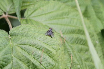 Fototapeta premium A small black fly with white stripes